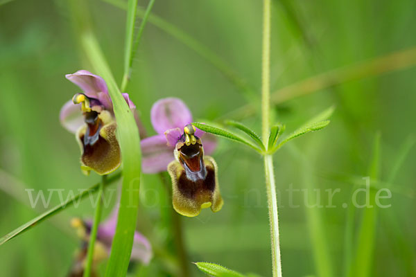 Wespen-Ragwurz (Ophrys tenthredinifera)