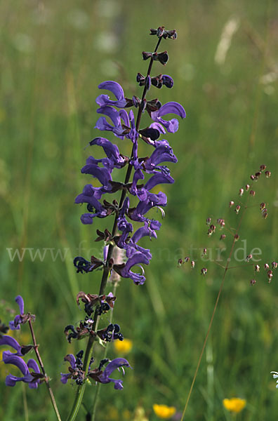 Wiesen-Salbei (Salvia pratensis)