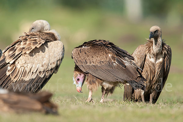 Wollkopfgeier (Trigonoceps occipitalis)