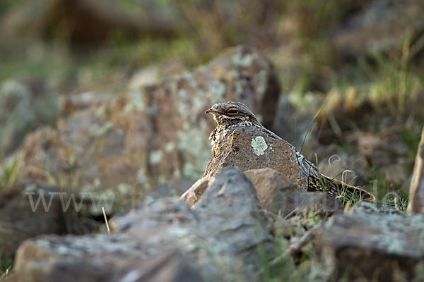 Ziegenmelker (Caprimulgus europaeus)