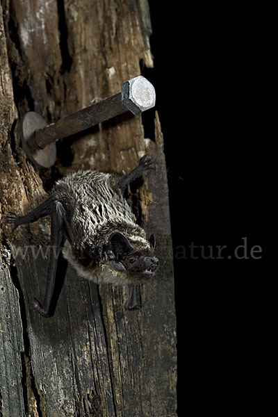 Zweifarbfledermaus (Vespertilio murinus)
