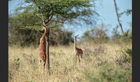 Südliche Giraffengazelle (Litocranius walleri)
