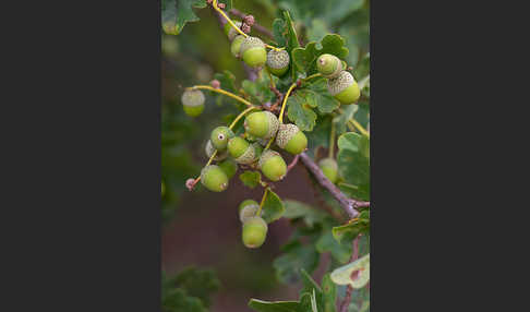 Stiel-Eiche (Quercus robur)