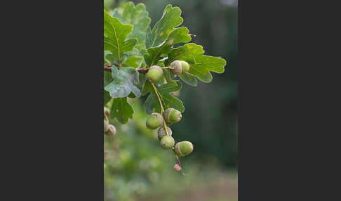 Stiel-Eiche (Quercus robur)