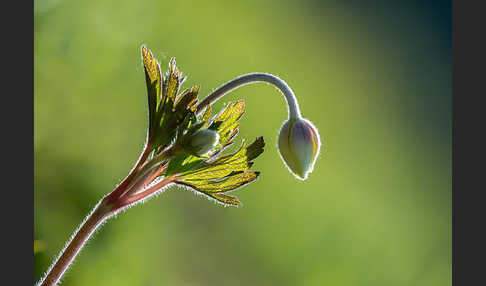 Großes Windröschen (Anemone sylvestris)
