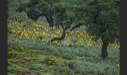 Fackellilie (Kniphofia foliosa)