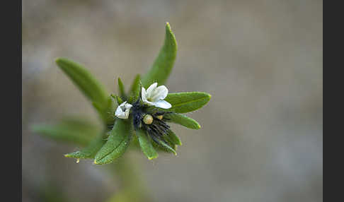 Acker-Steinsame (Buglossoides arvensis)