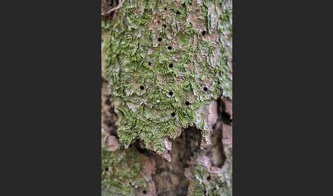 Gemeine Fichte (Picea abies)