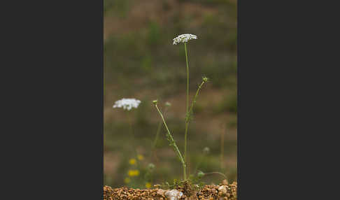 Gemeine Schafgarbe (Achillea millefolium)