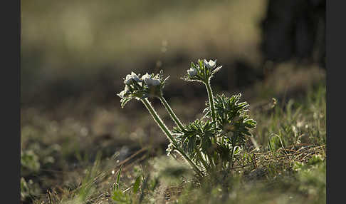 Narzissenblütiges Windröschen (Anemone crinita)