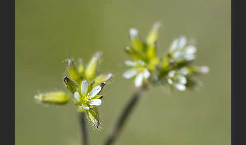 Knäuel-Hornkraut (Cerastium glomeratum)