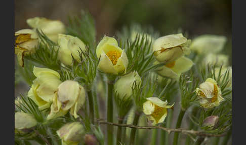 Gelbliche Finger-Kuhschelle (Pulsatilla patens subsp. Flavescens)