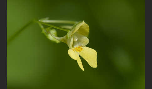 Kleinblütiges Springkraut (Impatiens parviflora)