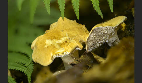 Rotgelber Stoppelpilz (Hydnum rufescens)