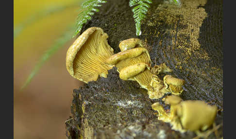Gemeiner Muschelkrempling (Tapinella panuoides)