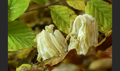 Herbstlorchel (Helvella crispa)
