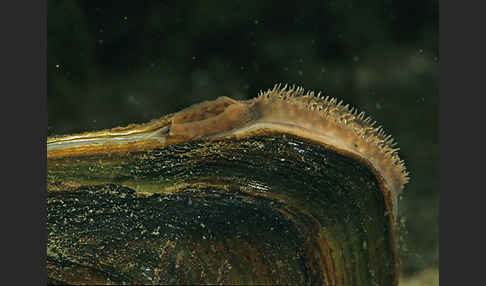 Gemeine Teichmuschel (Anodonta cygnea)