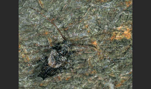 Dorniger Wimperbock (Pogonocherus hispidus)