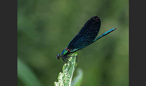Blauflügel - Prachtlibelle (Calopteryx virgo)