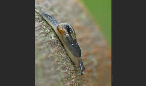 Ohrförmige Glasschnecke (Eucobresia diaphana)