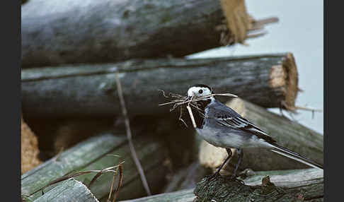 Bachstelze (Motacilla alba)