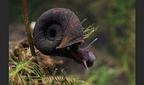 Posthornschnecke (Planorbarius corneus)
