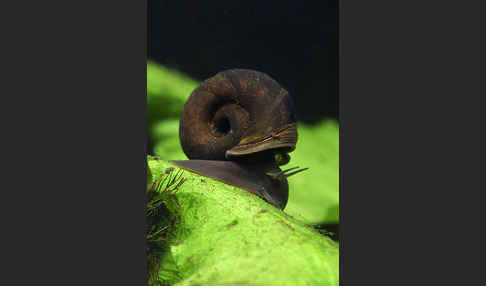 Posthornschnecke (Planorbarius corneus)
