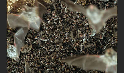 Langflügelfledermaus (Miniopterus schreibersi)