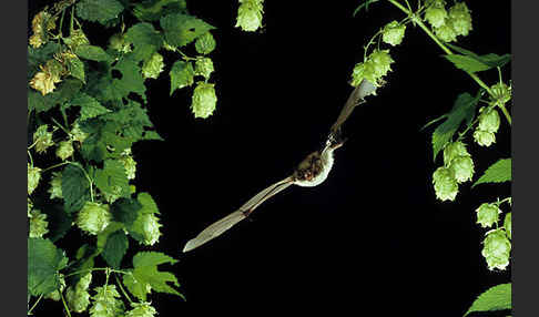 Wasserfledermaus (Myotis daubentoni)