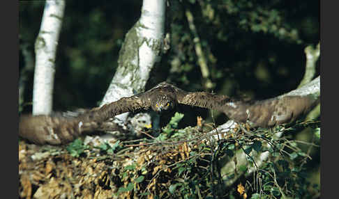 Wespenbussard (Pernis apivorus)