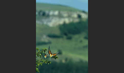 Bienenfresser (Merops apiaster)
