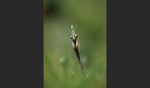 Gottesanbeterin spec.1 (Empusa fasciata)