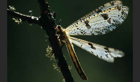 Ameisenjungfer spec.1 (Palpares libelluloides)