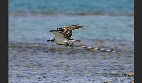 Fischadler (Pandion haliaetus)