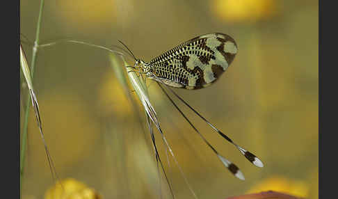 Fadenhaft spec. (Nemoptera bipennis)