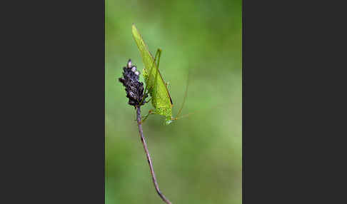 Gemeine Sichelschrecke (Phaneroptera falcata)