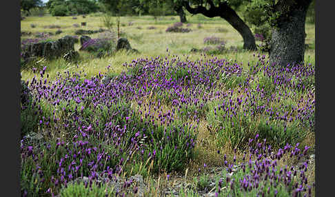 Schopf-Lavendel (Lavandula stoechas)