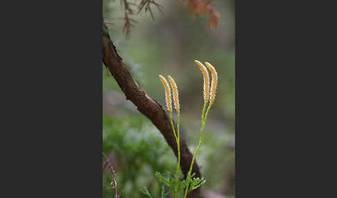 Gemeiner Flachbärlapp (Diphasiastrum complanatum)