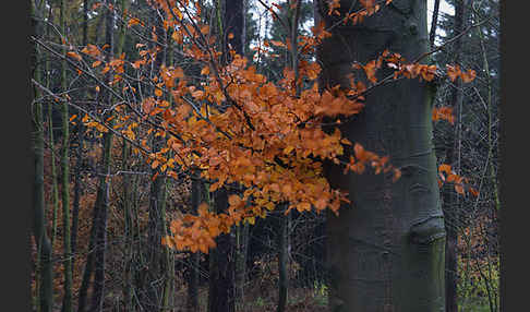 Rot-Buche (Fagus sylvatica)