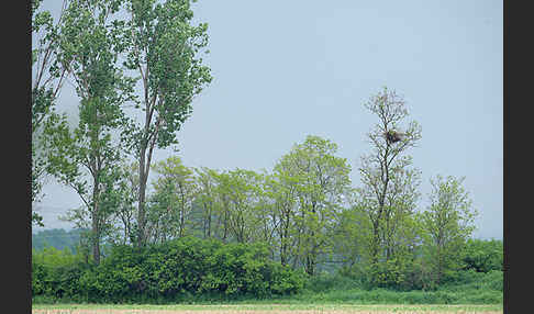 Kaiseradler (Aquila heliaca)