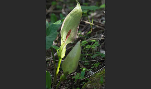 Gefleckter Aronstab (Arum maculatum)