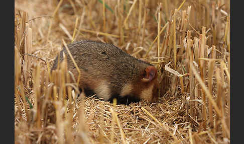 Hamster (Cricetus cricetus)