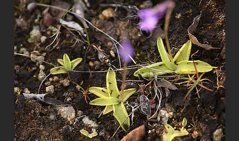 Gemeines Fettkraut (Pinguicula vulgaris)