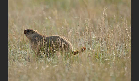 Steppenmurmeltier (Marmota bobak)