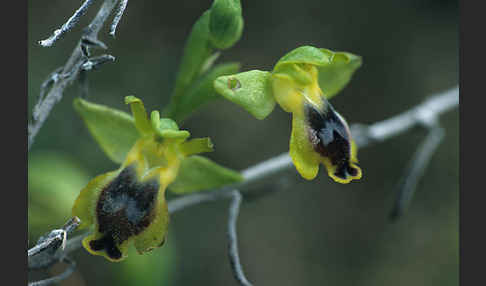 Kleinblütige Gelbe Ragwurz (Ophrys lutea subsp. Minor)