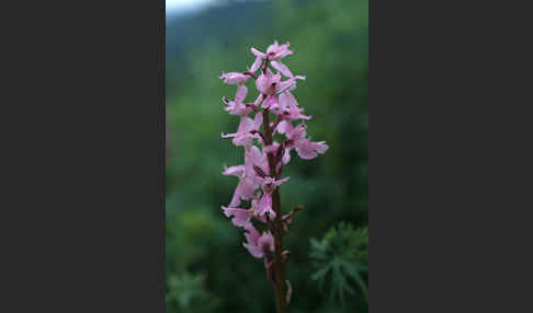 Prächtiges Knabenkraut (Orchis mascula ssp. Signifera)