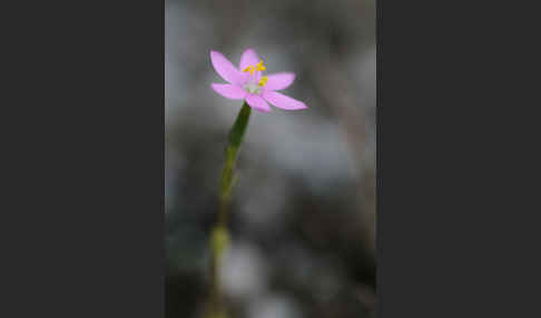 Echtes Tausendgüldenkraut (Centaurium erythraea)