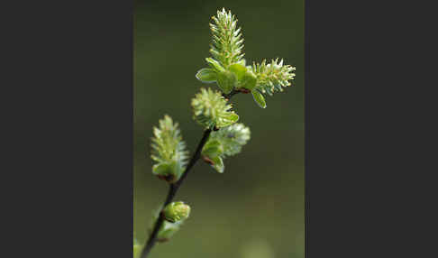 Grau-Weide (Salix cinerea)
