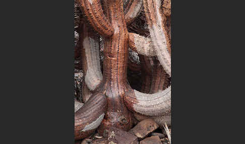 Jandia-Wolfsmilch (Euphorbia handiensis)