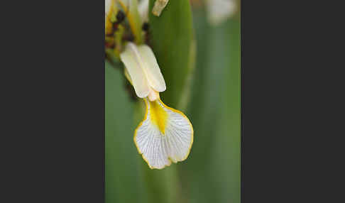 Schwertlilie spec. (Iris halophila)
